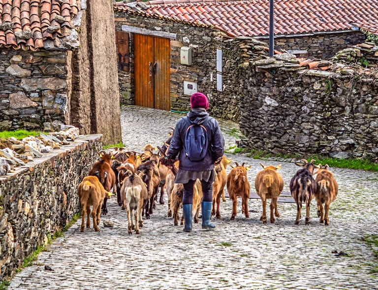 Shepherd and goats on a path in a schist village