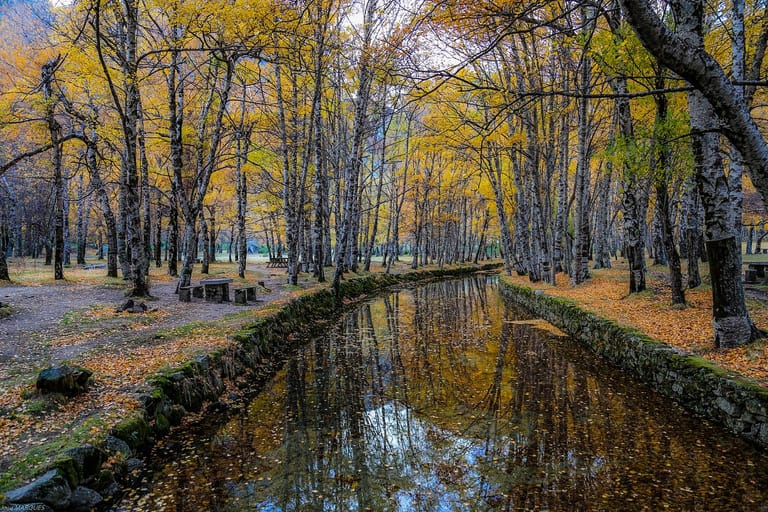 Caminho entre árvores de folha amarela na Serra da Estrela