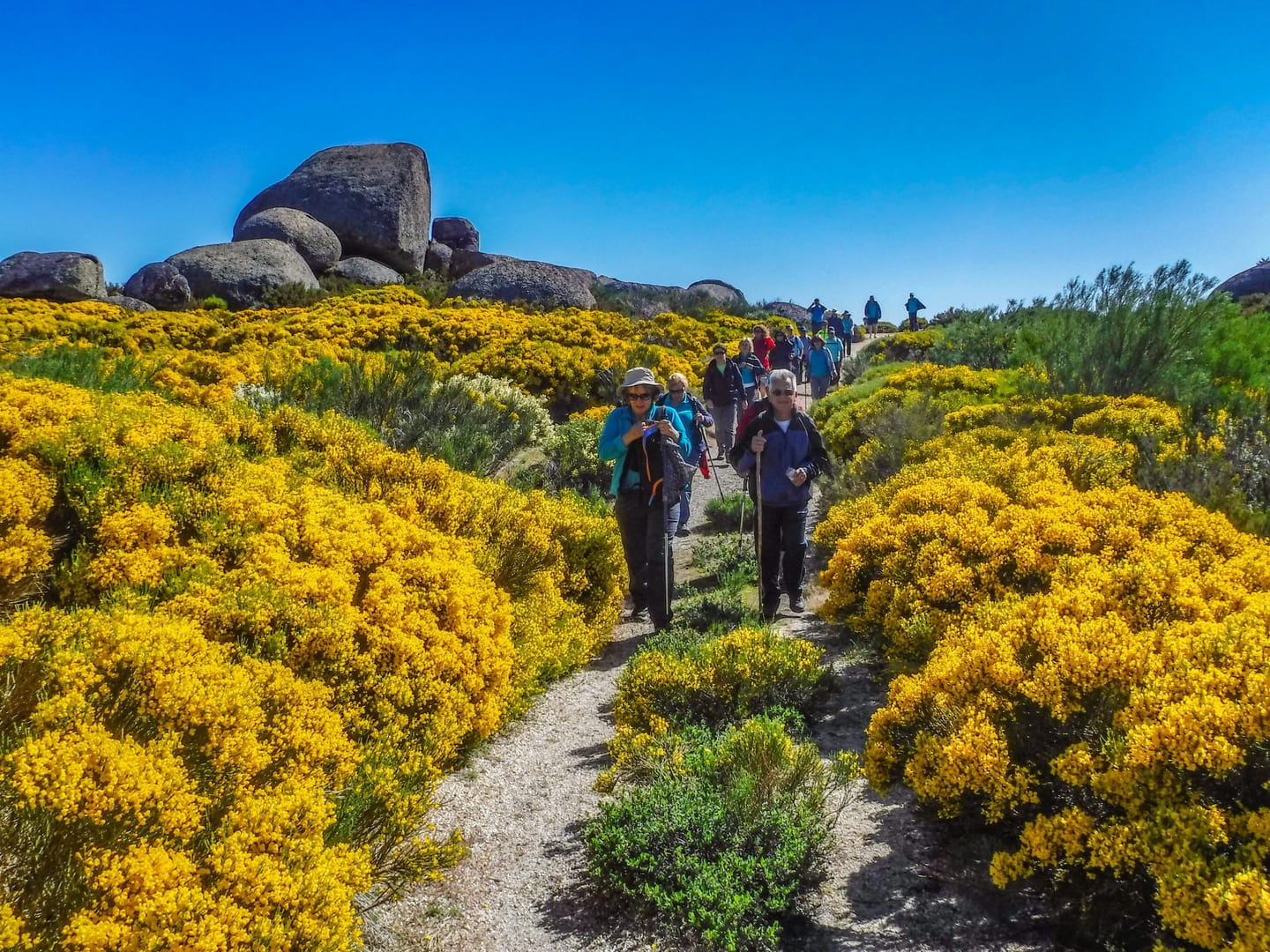 Walkers on a highland trail among yellow vegetation