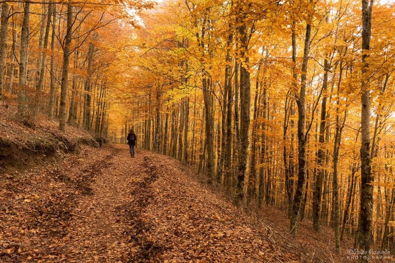 Leaf-covered forest path in a beech woodland